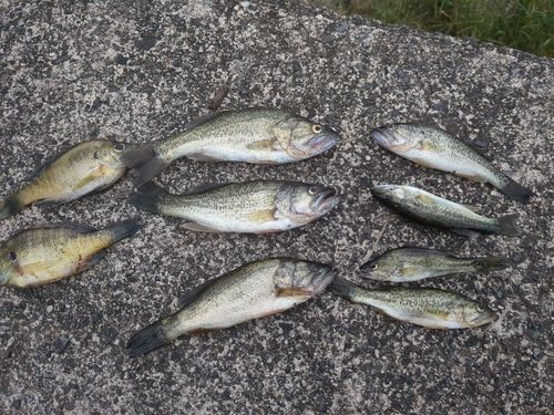ブラックバスの釣果
