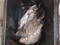 クロダイの釣果