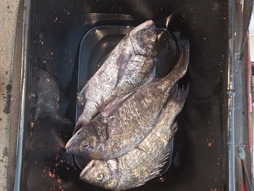クロダイの釣果