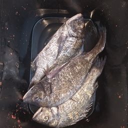 クロダイ