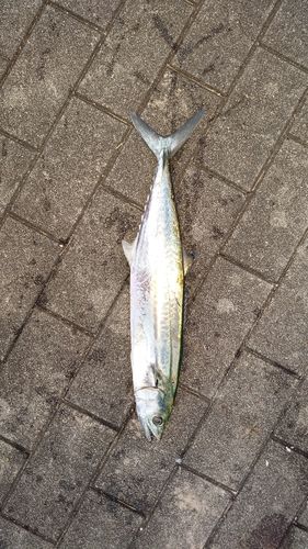 サゴシの釣果
