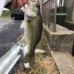 ラージマウスバス