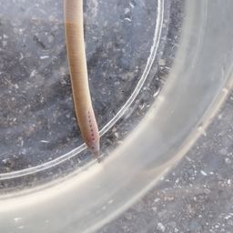 ウナギ