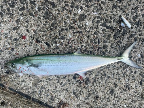 サゴシの釣果