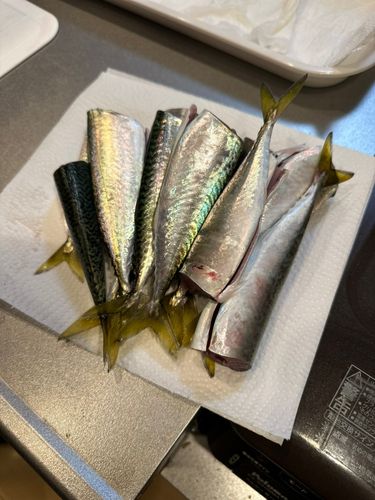 サバの釣果