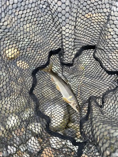 アユの釣果