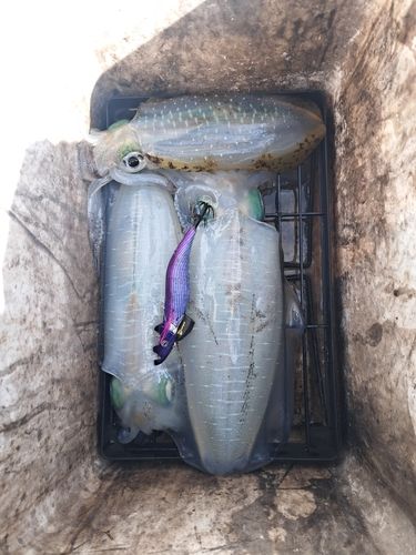 アオリイカの釣果