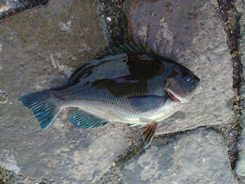 グレの釣果