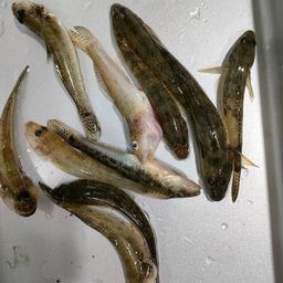 マハゼ
