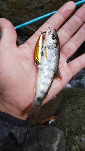 ヤマメの釣果