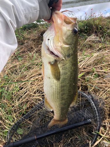 ラージマウスバスの釣果