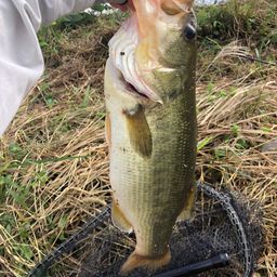 ラージマウスバス