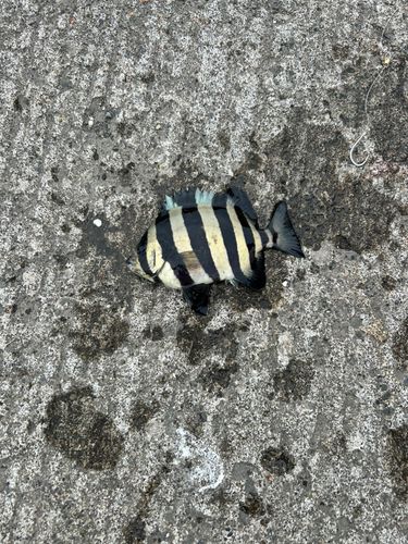 イシダイの釣果