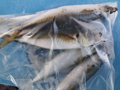 サバの釣果