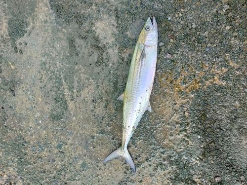 サゴシの釣果