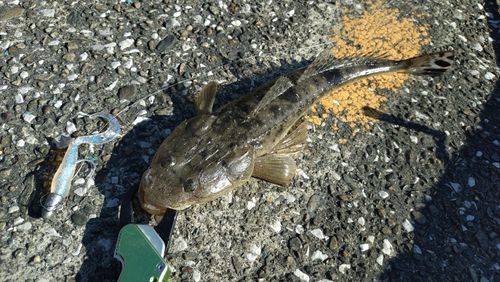 マゴチの釣果