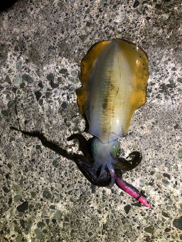 アオリイカの釣果