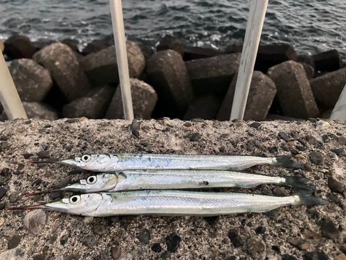 サヨリの釣果