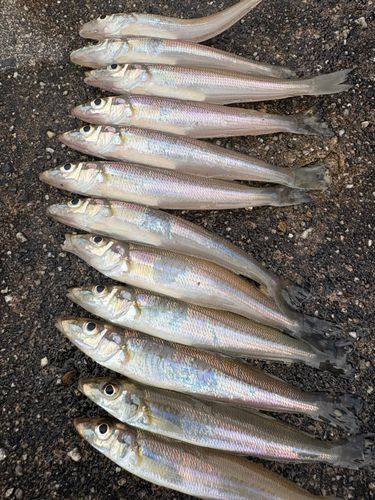 キスの釣果