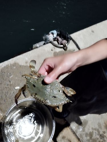 ガザミの釣果