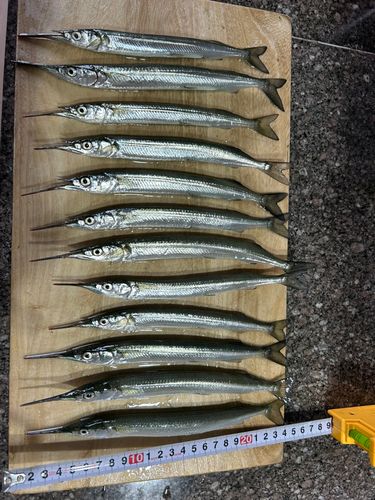 サヨリの釣果