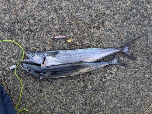 サゴシの釣果