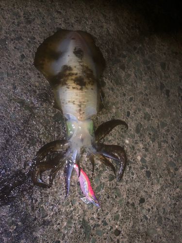 アオリイカの釣果