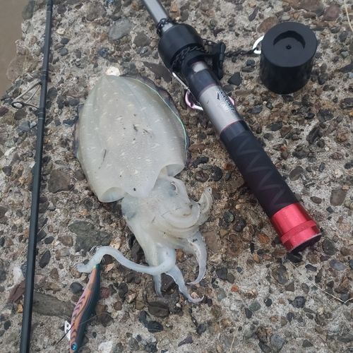 コウイカの釣果