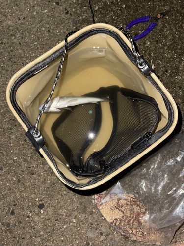 セイゴ（マルスズキ）の釣果