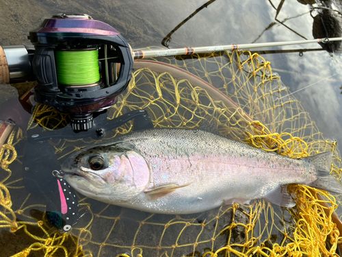 ニジマスの釣果