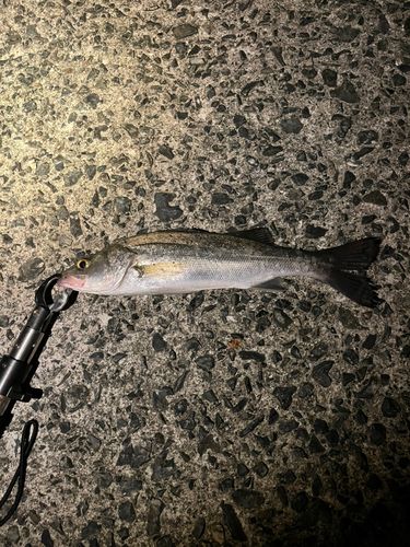 セイゴ（マルスズキ）の釣果