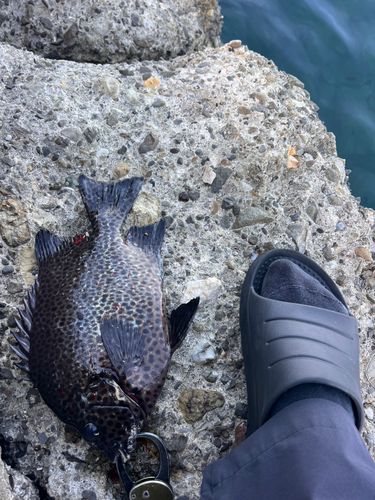 館山湾