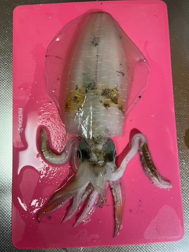 アオリイカの釣果