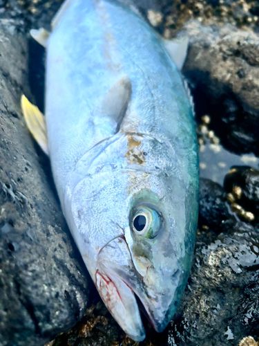 ヒラマサの釣果