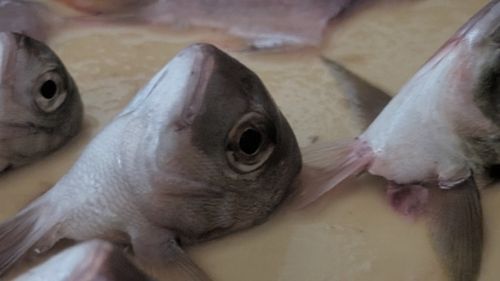 チャリコの釣果