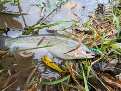 ニジマスの釣果