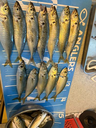 アジの釣果