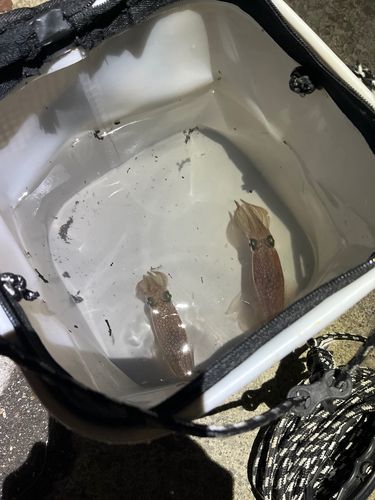 イカの釣果