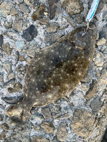 ソゲの釣果