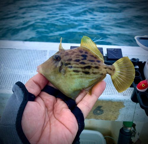 カワハギの釣果