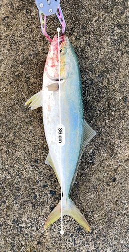 ツバスの釣果