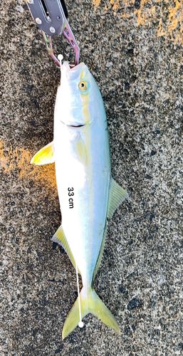 ツバスの釣果