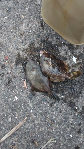 カワハギの釣果