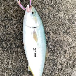 ツバス