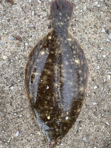 ソゲの釣果