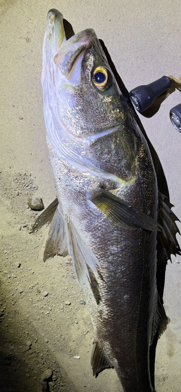 シーバスの釣果写真
