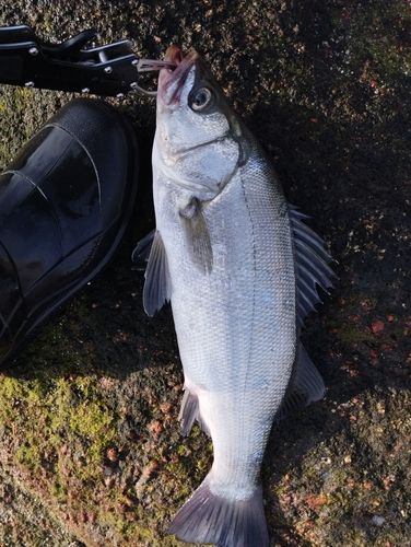 ヒラスズキの釣果