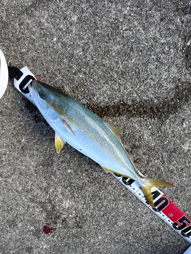 ハマチの釣果