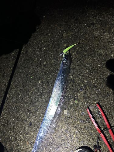タチウオの釣果