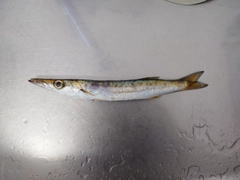 カマスの釣果